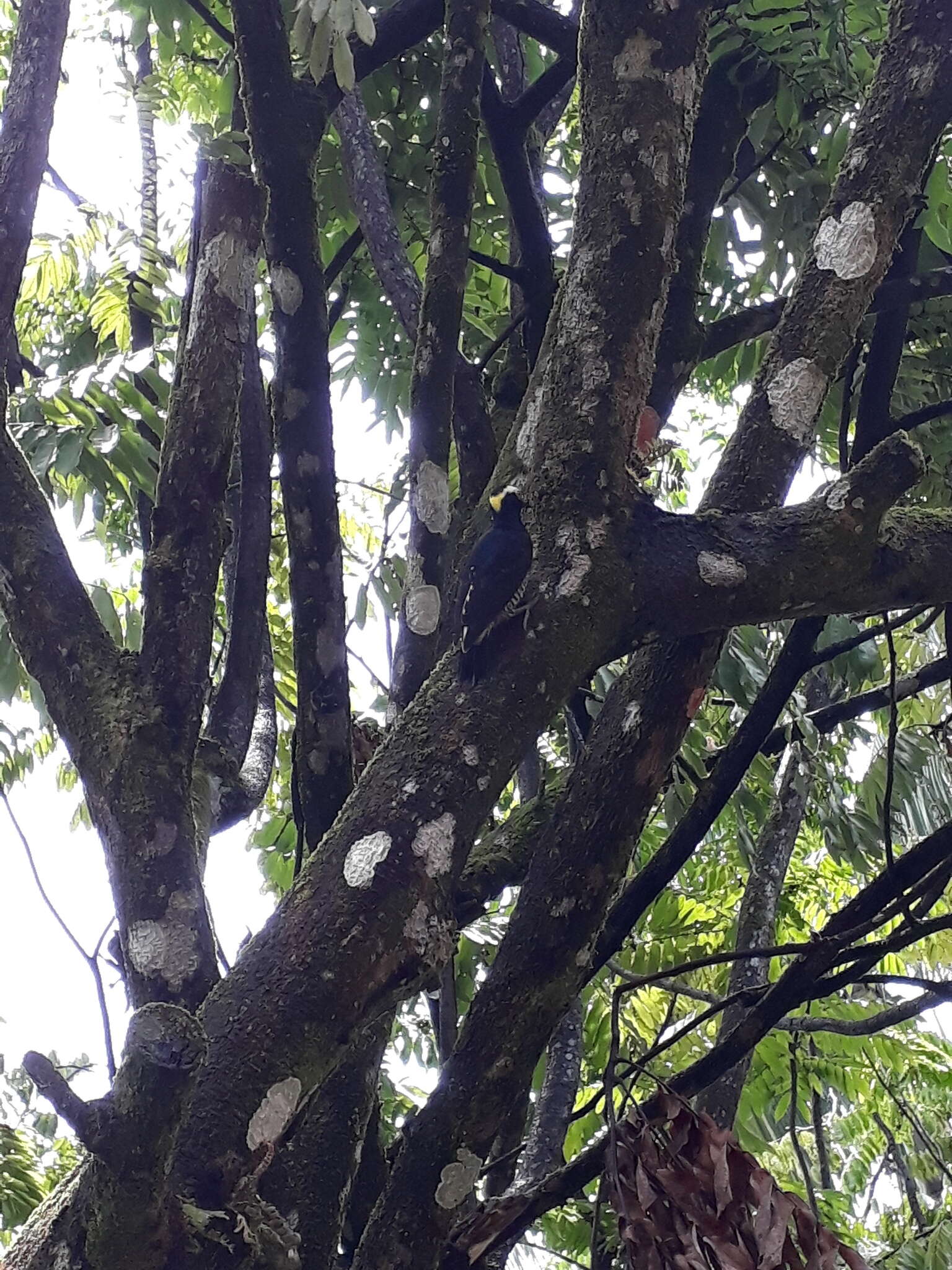 Image of Tellow-tufted Woodpecker