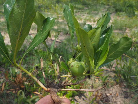 Sivun Morinda angolensis (R. D. Good) F. White kuva