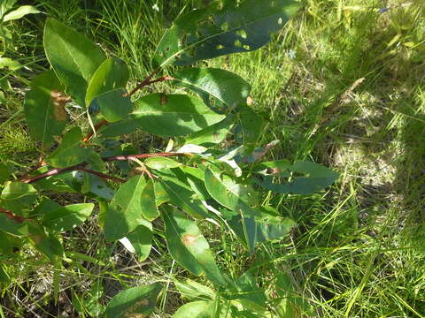 Image of tea-leaved willow