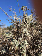 Image de Salvia leucophylla Greene