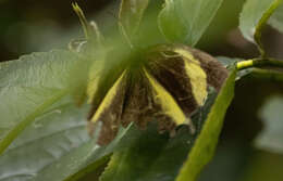 Image of Eurema tominia (Snellen van Vollenhoven 1865)