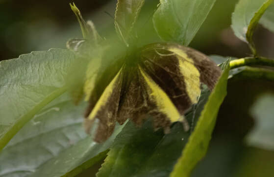 Image of Eurema tominia (Snellen van Vollenhoven 1865)