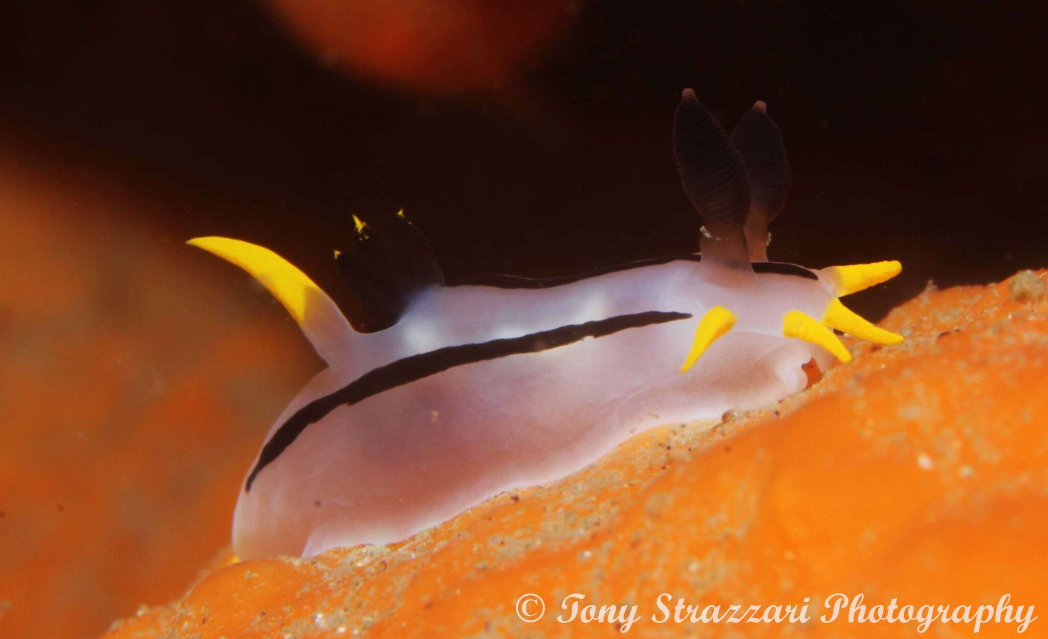 Image of Crowned nudibranch