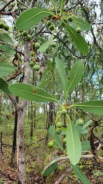 Image of Buchanania obovata Engl.