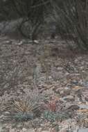 Image of Thelocactus hexaedrophorus subsp. lloydii (Britton & Rose) N. P. Taylor