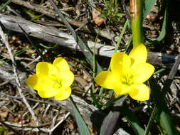 Image of Geissorhiza ornithogaloides Klatt