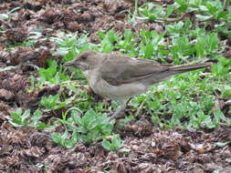 Image of Creamy-bellied Thrush