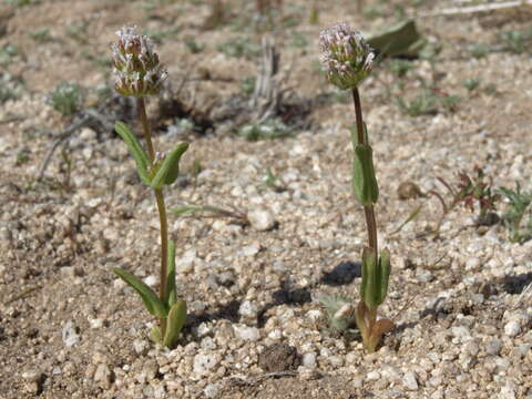 صورة <i>Plectritis macrocera</i>