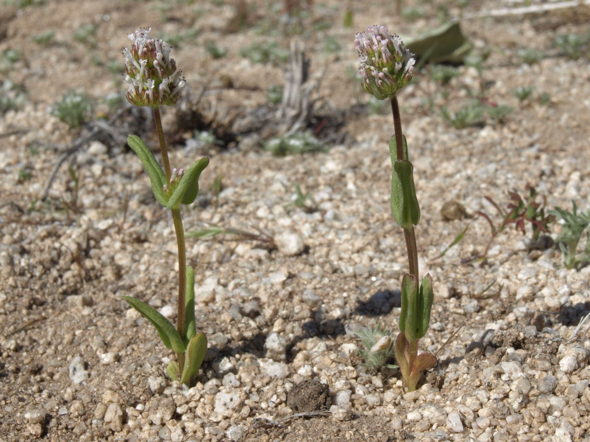 Image of <i>Plectritis macrocera</i>