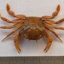 Image of wrinkled swimming crab