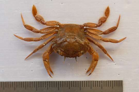 Liocarcinus corrugatus (Pennant 1777) resmi