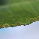 Image of Caryomyia striolacrustum Gagne 2008