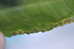 Image de Caryomyia striolacrustum Gagne 2008