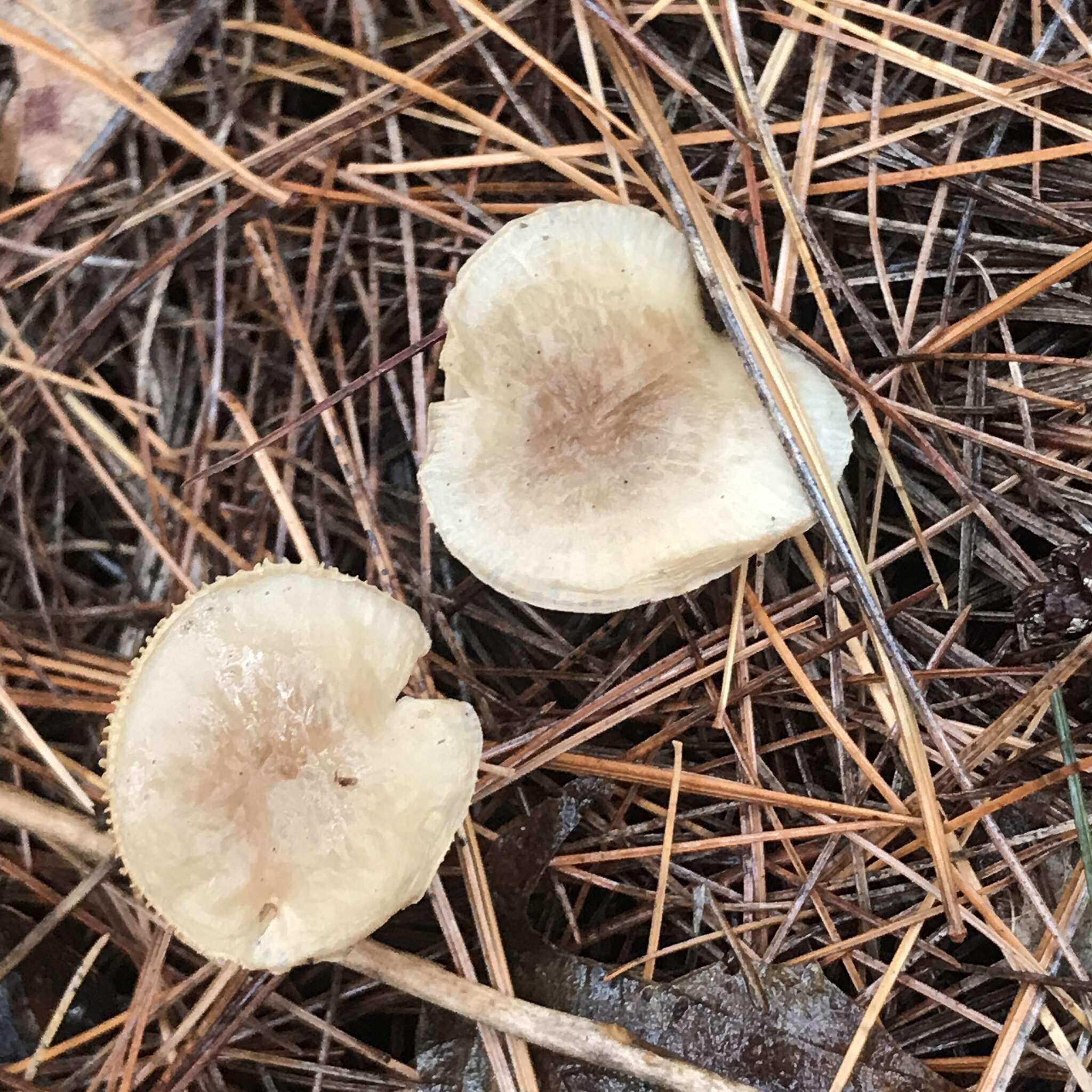 Image of Ampulloclitocybe