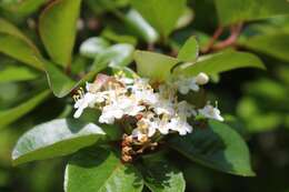 Image de Viburnum elatum Benth.