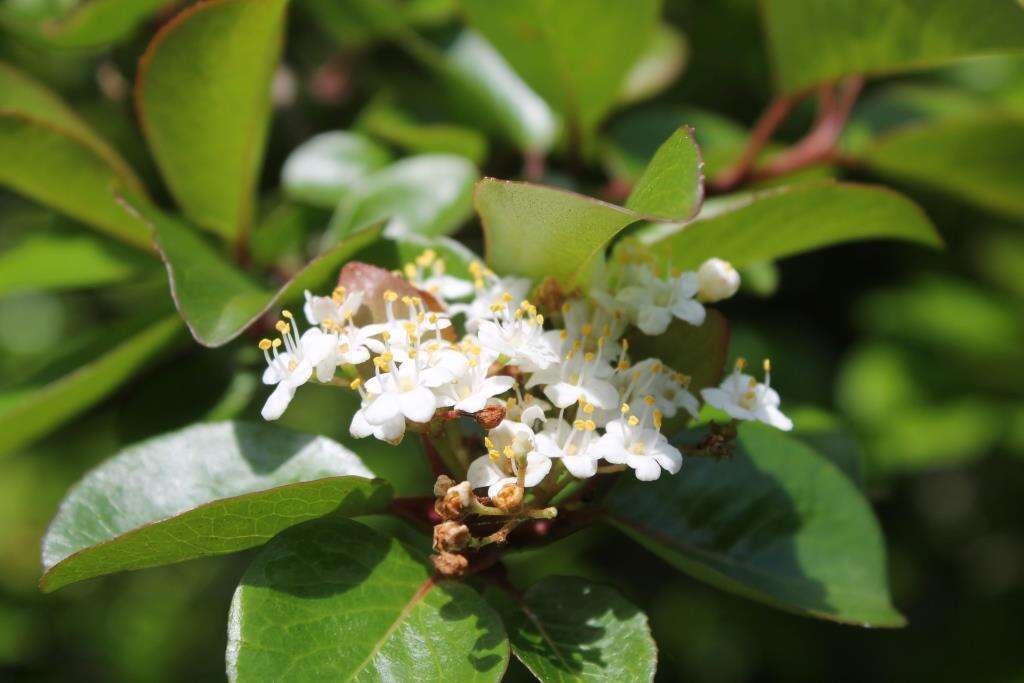 Image de Viburnum elatum Benth.