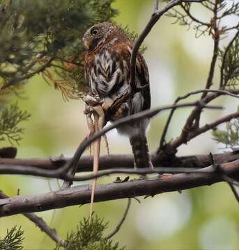 Image of <i>Glaucidium <i>gnoma</i></i> gnoma