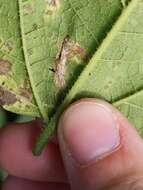 Image of Phyllonorycter celtisella (Chambers 1871)