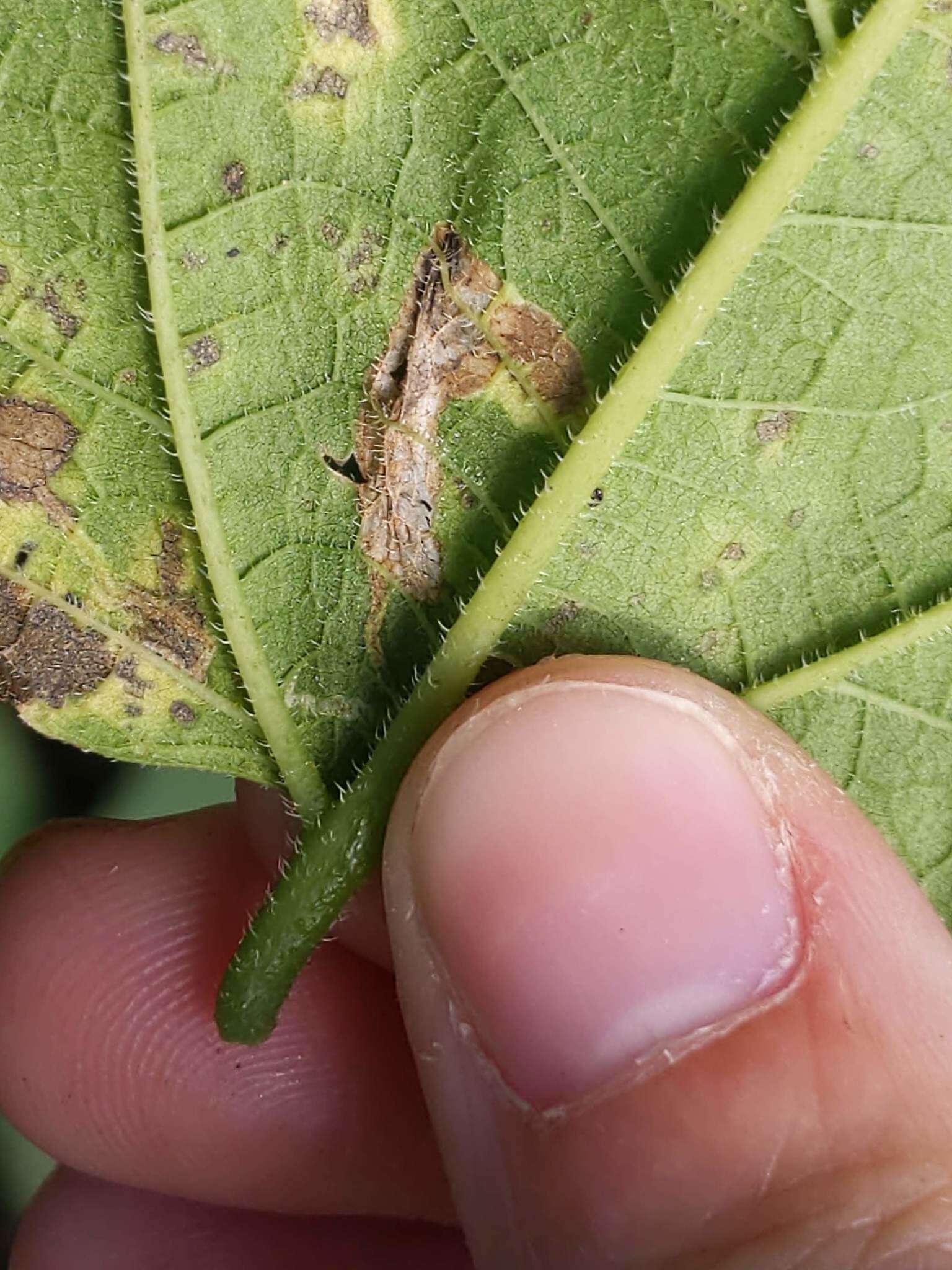 Image of Phyllonorycter celtisella (Chambers 1871)