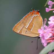 Image of Brown Hairstreak