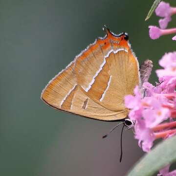 Thecla betulae (Linnaeus 1758) resmi