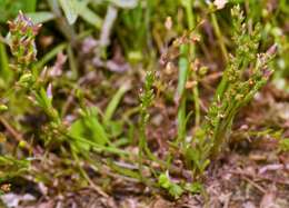 صورة Plantago pusilla Nuttall