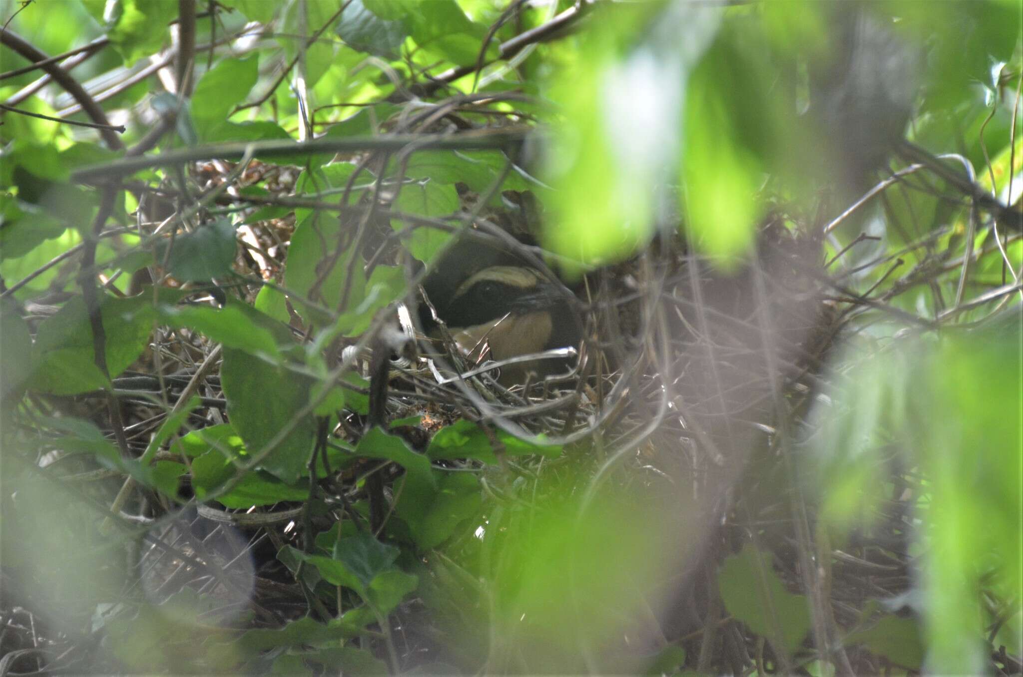 Image of African Pitta