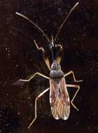 Image of Long-necked Seed Bugs