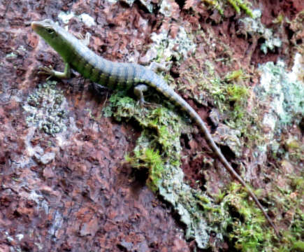 Image of Big Tree Skink