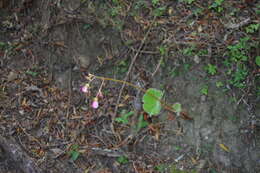 Image of Begonia parcifolia C. DC.