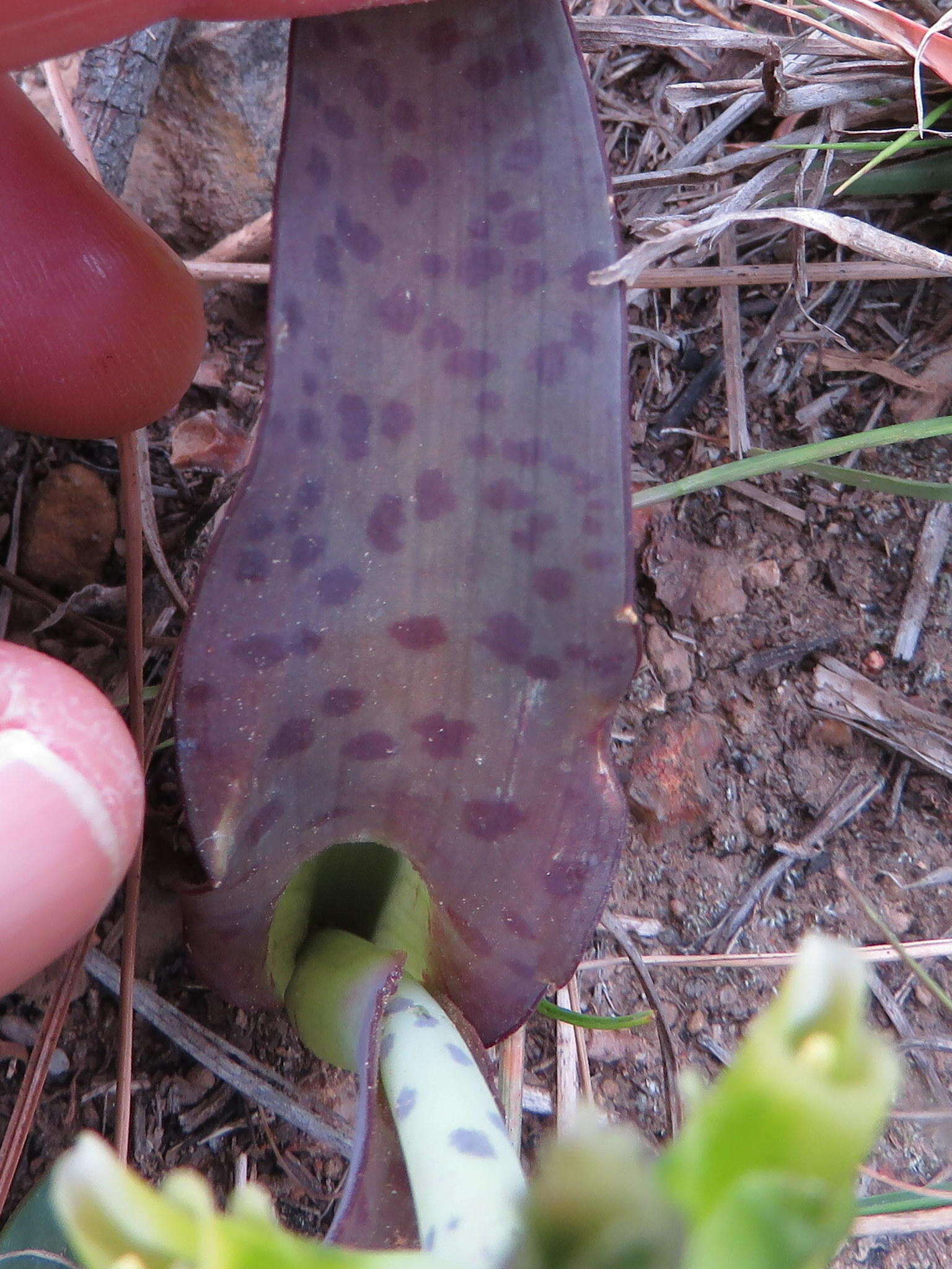 Image de Lachenalia orchioides subsp. orchioides