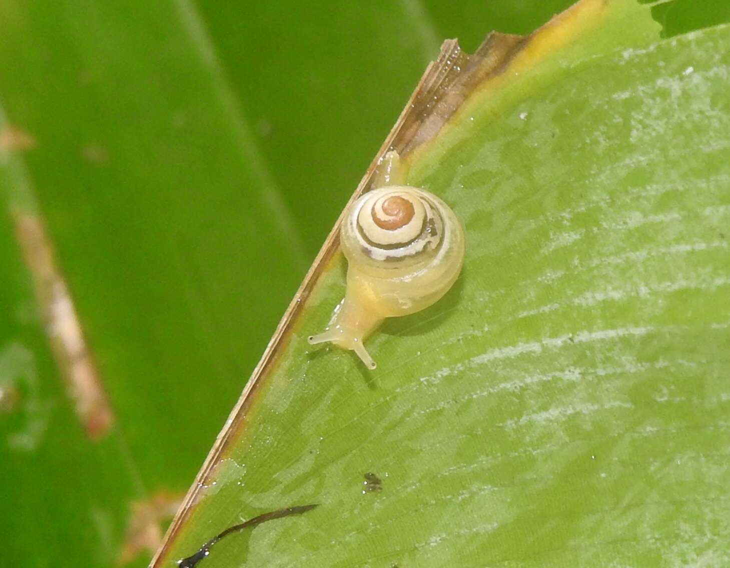 Image of Coneuplecta pampini (Cox 1868)