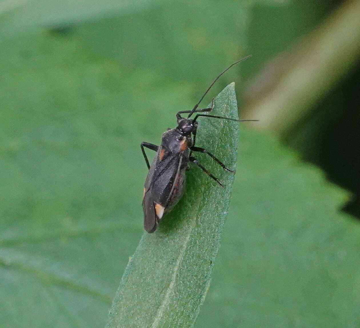 Image of Capsodes flavomarginatus (Donovan 1798)