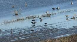 Image of Calidris alpina hudsonia (Todd 1953)