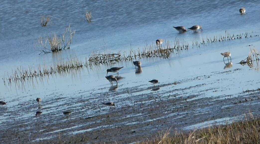 Image of Calidris alpina hudsonia (Todd 1953)