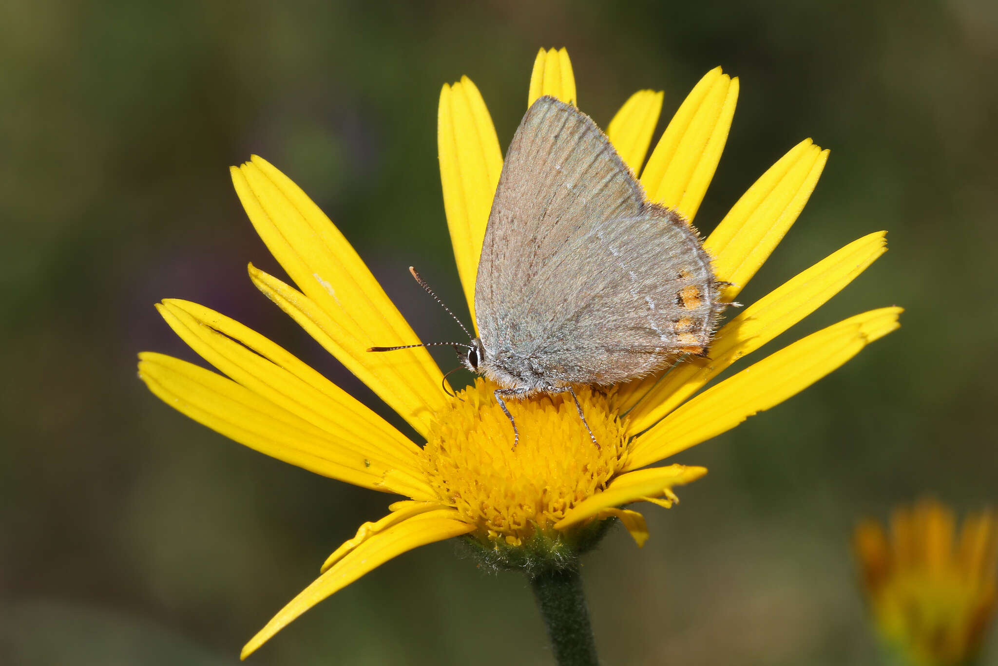 صورة Satyrium acaciae (Fabricius 1787)