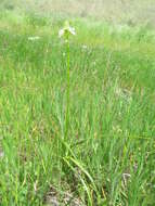 Image of meadow death camas