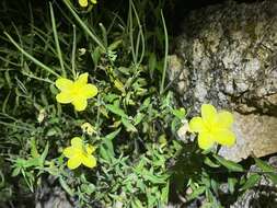 Image de Haplophyton crooksii (L. D. Benson) L. D. Benson