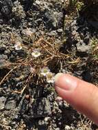 Image of bird's-eye gilia