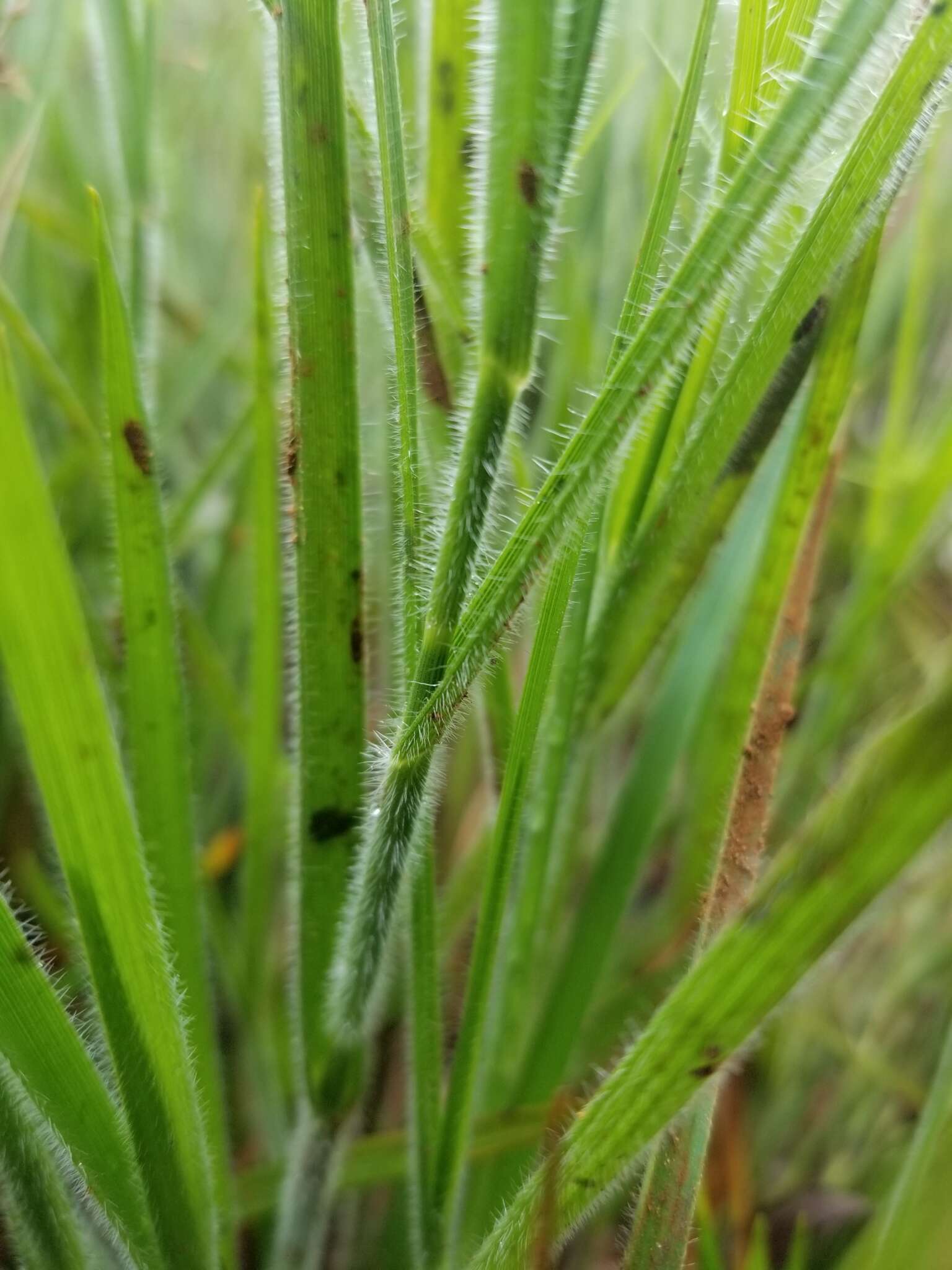 Image of Bush's umbrella-sedge