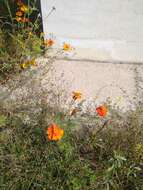 Image of French marigold