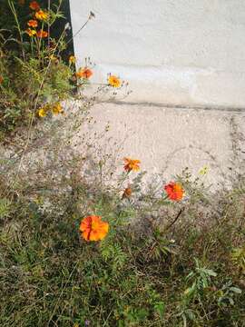 Image of French marigold