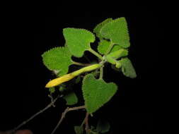 Image of Salvia aspera M. Martens & Galeotti