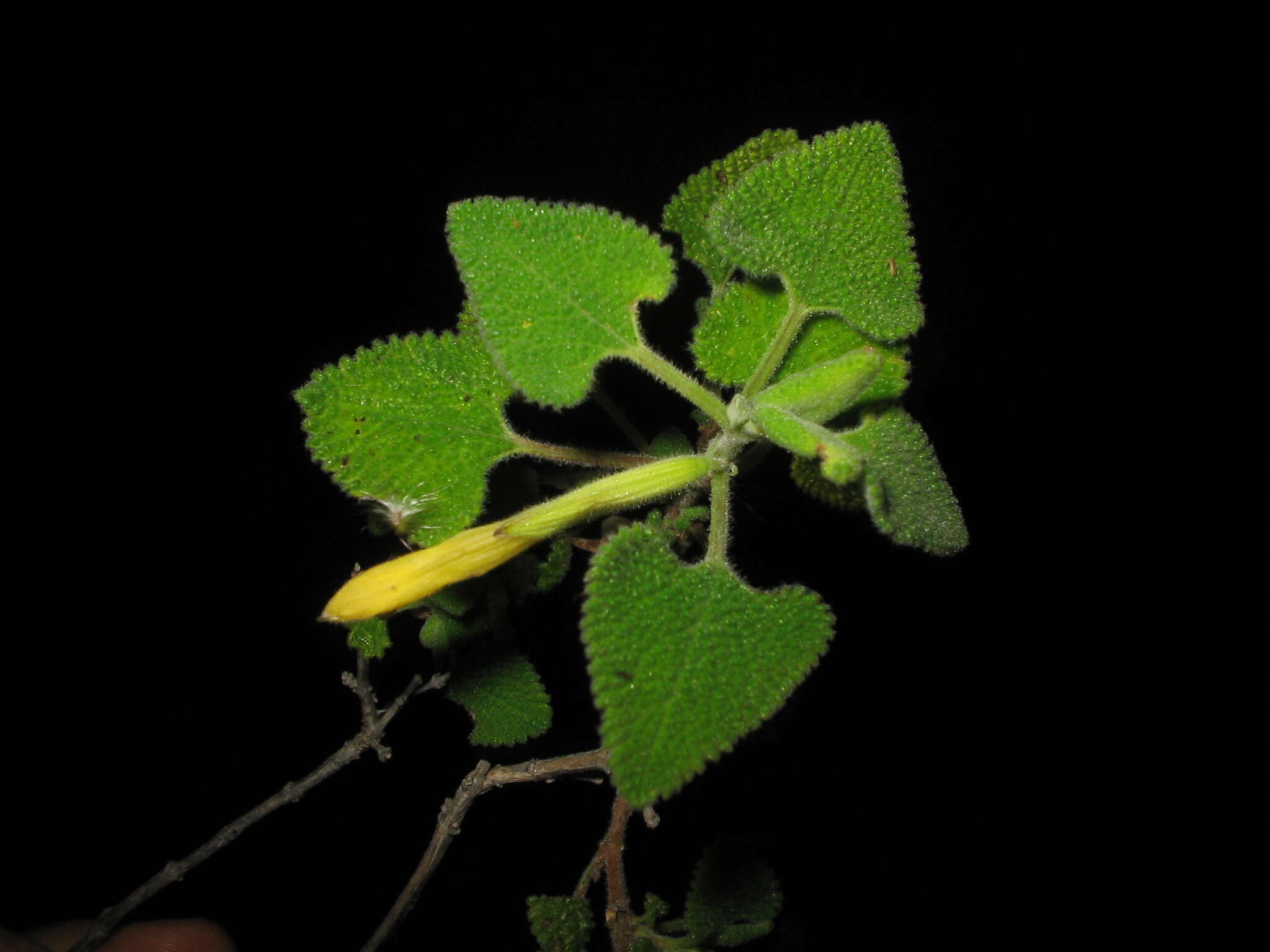 Image of Salvia aspera M. Martens & Galeotti