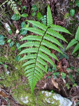 Sivun Dryopteris lepidopoda Hayata kuva