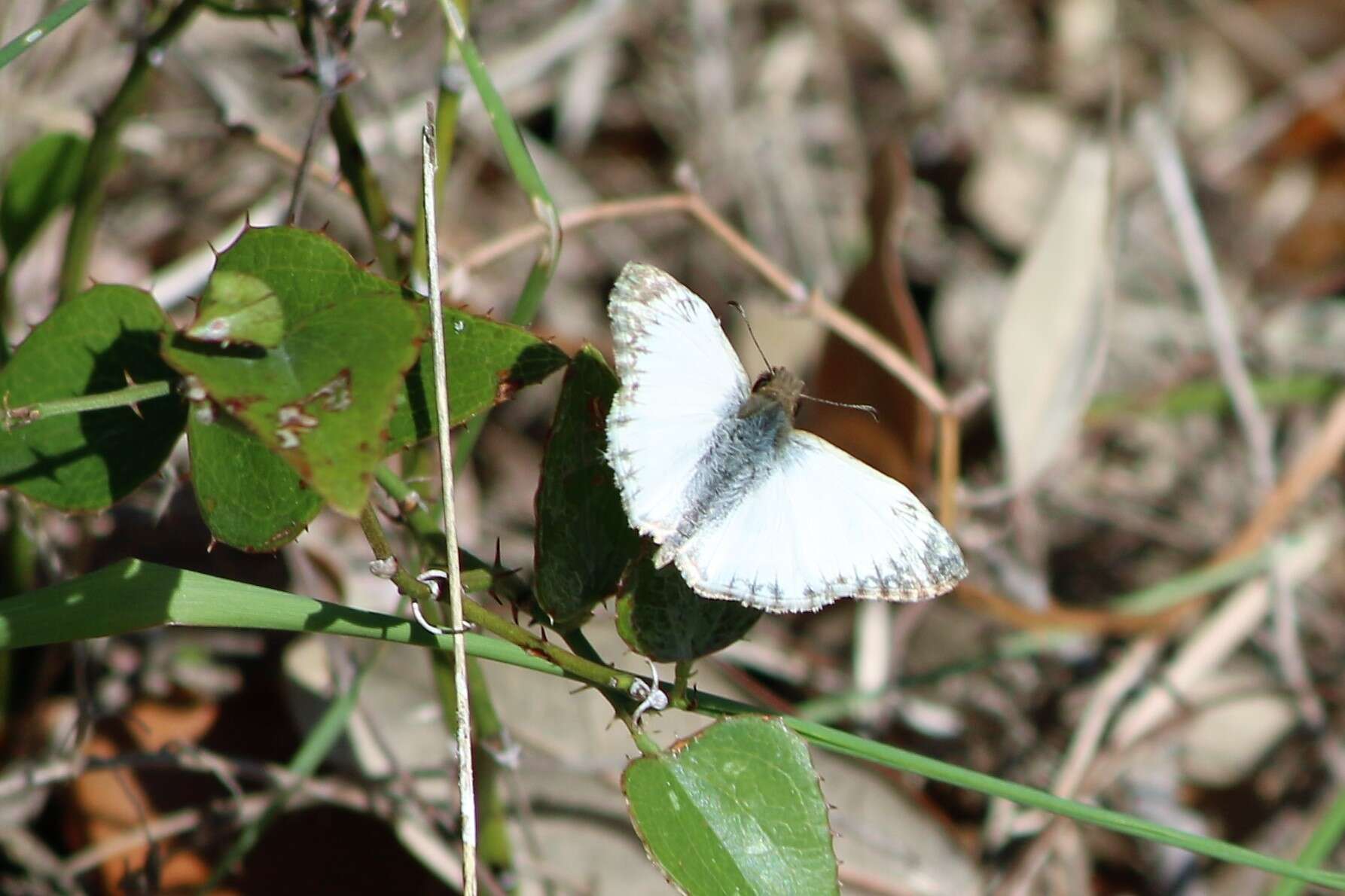 Image of Turk's-Cap White-Skipper