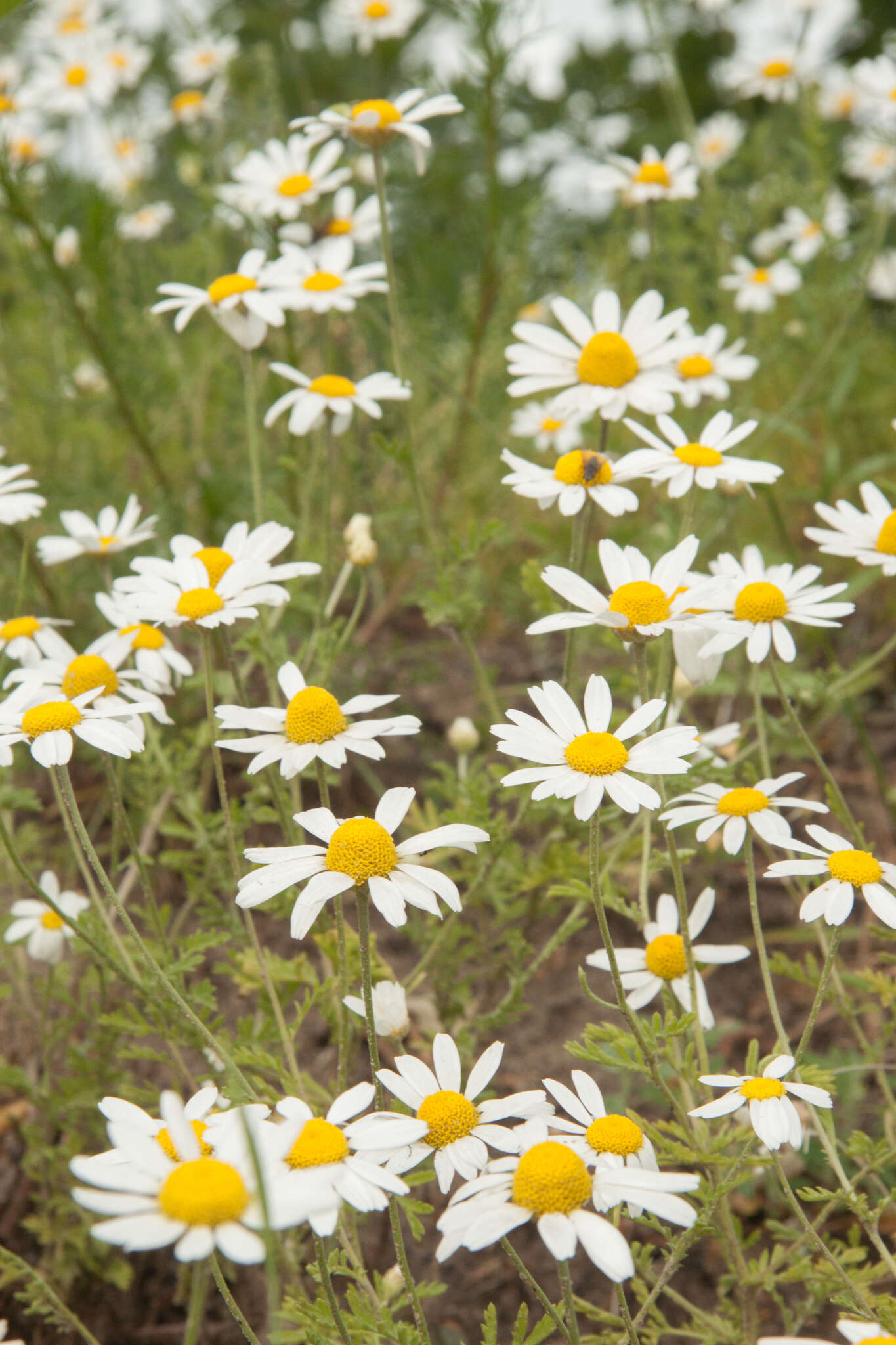 Anthemis ruthenica M. Bieb.的圖片