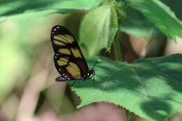 Image of Callithomia lenea Cramer 1782