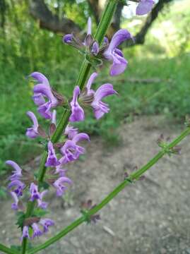 Imagem de Salvia virgata Jacq.