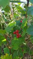 Sivun Viburnum edule (Michx.) Raf. kuva